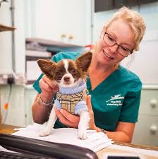 Dog Nutrition - London Vet Clinic