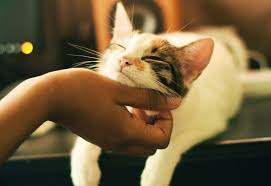 See screenshots, read the latest customer reviews, and compare ratings for cats everywhere. Why Do Some Cats Choose A Favorite Person Gallant