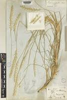 Image result for Elionurus