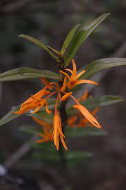 Dendrobium Jerdonianum Wight Orchids Plants South India