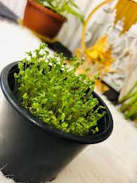 pin by سبحان الله on صور herbs food parsley