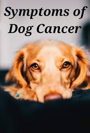 Someone recently told me that we all have cancerous cells living in our body, they're just. Symptoms Of Dog Cancer Dogloverstore