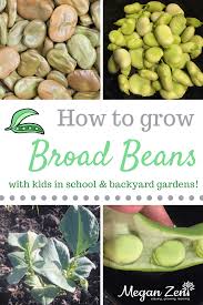 Press out as much air as you can, place the bags on a baking sheet or the floor of your freezer, and. How To Grow Broad Beans With Kids