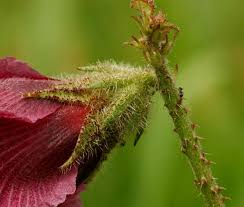 Image result for Hibiscus diversifolius