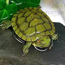Here at tt, we start our baby spotted turtles for sale out on reptomin aquatic baby turtle pellet. Aquatic Turtles For Sale Live Baby Turtles For Sale My Freshwater Turtle Store
