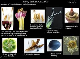Image result for Convolvulaceae