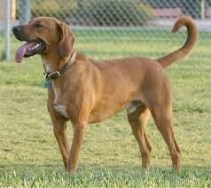 We did not find results for: Redbone Coonhound Dog Breed Information And Pictures