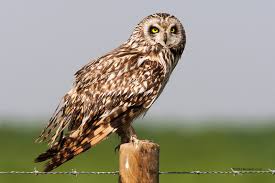 1 ч, 50 мин и 42 сек. Especies De Corujas Raras E As Mais Comuns Animais Cultura Mix