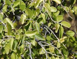 Image result for Celtis zenkeri