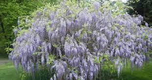 So Pretty I Would Really Like To Live In A Place That Pretty Colorful Plants Grow Naturally Colorful Plants Dream Garden Wisteria
