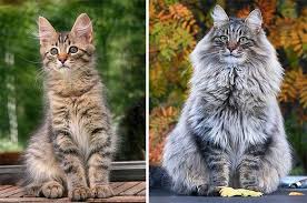 Norwegian Forest Cats Sampy Hiskias Norwegian Forest Cat Cats Forest Cat