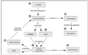 In the first photosystem, these electrons are used to generate atp. Bio Chapter 10 Photosynthesis Flashcards Quizlet