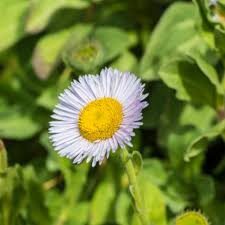 Image result for Erigeron steudelii
