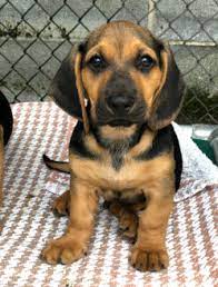 The approach to select newborn basset hound puppies can sometimes be flawed because of a variety of reasons. Pet Adoption Meet Perry The Bassett Hound Mix Puppy Myrye Com