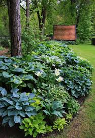 Smaller Hostas Underneath The Larger Ones Shade Garden Plants Shade Garden Backyard Landscaping Designs
