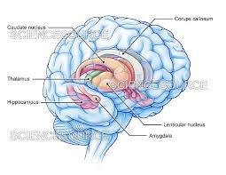 Image result for Limbic System