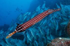 Image result for Isolepis costata