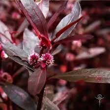 Image result for Alternanthera sessilis