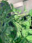 Image result for BLACKFLY ON TOMATO PLANTS