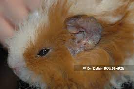 Petit rongeur facile à vivre, doux et affectueux, le cochon d'inde, également appelé cobaye, est adoré des. Les Dermatoses Parasitaires Du Cobaye