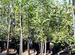 Image result for Ptaeroxylon obliquum