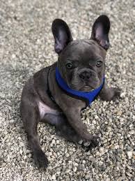 Maybe you would like to learn more about one of these? French Bulldog Puppies Wisconsin Breeders Pets Lovers