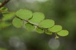 Image result for Phyllanthus hutchinsonianus