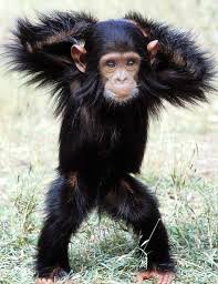 Collection by maria del valle • last updated 4 weeks ago. Awesome Cute Animals Cute Baby Animals Funny Animal Pictures