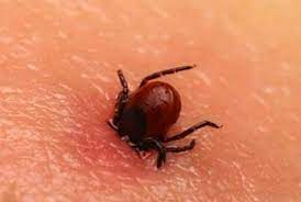 Concept médical sur fond rouge. Maladie De Lyme Comment S En Proteger Naturellement