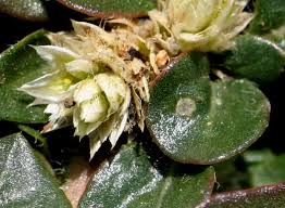 Image result for Alternanthera caracasana