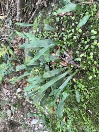 Image result for Loxogramme abyssinica