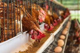 Download A Beginner S Guide To Layer Chicken Farming