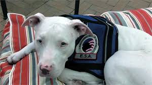 Additionally, an emotional support cat doesn't have to wear a special vest or tag of any sort, declaring your companion's status as a support animal. Premium Mesh Emotional Support Dog Vest Premium Dog Vest Id Card Holder Emotional Support Dog Emotional Support Animal Emotional Support Dog Vest