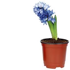 What bulbs bloom in winter. How To Force Bulbs To Bloom In Winter Australian Handyman Magazine