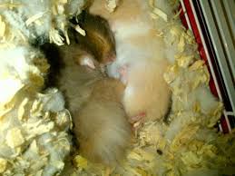 Hammy And Taco Hamster Tacos Animals