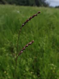 Image result for Urochloa arrecta
