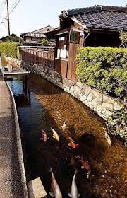 drainage canal in japan is so clean they even have koi in it taman jepang kolam ikan kebun