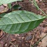 Image result for Olax gambecola