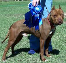 Check spelling or type a new query. Pin On Animals Show Dogs