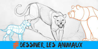 \r nous espérons que les connaissances de base du dessin cela. Apprendre A Dessiner Des Animaux Comment Dessiner Etape Par Etape Avec Dessin Creation