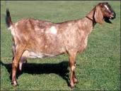 Anglo Nubian - British Goat Society