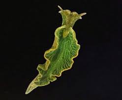 Image result for Selago coerulea