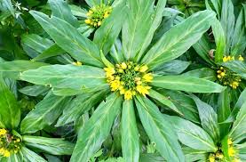 Image result for Lysimachia barbata