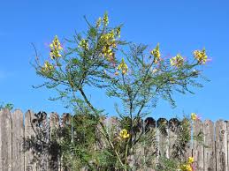 Image result for Erythrostemon gilliesii