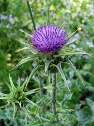 Pin On Fabulous Flowers