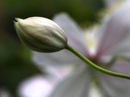 There are multi colored flowe. Clematis Giant Star Clematis Montana Giant Star Baumschule Horstmann