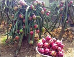 Check spelling or type a new query. Cara Menanam Buah Naga Agar Berbuah Lebat Nuansatani Com