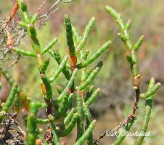 Image result for Halosarcia indica