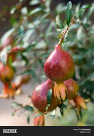 Cameron select is a dwarf variety of the popular honeycrips apple. Pomegranate Small Red Image Photo Free Trial Bigstock