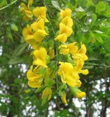 Image result for Calpurnia aurea